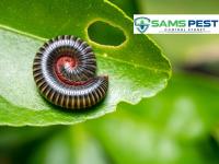 SAMS Millipedes Control Sydney image 10